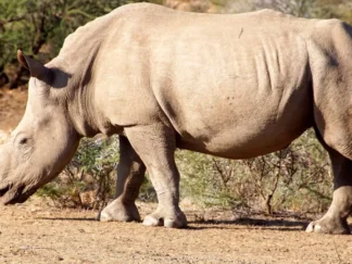 Bezoek aan Mangetti National Park