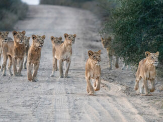 Leeuwenzoektocht in Moremi National Park