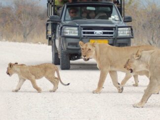 Safari in Etosha National Park